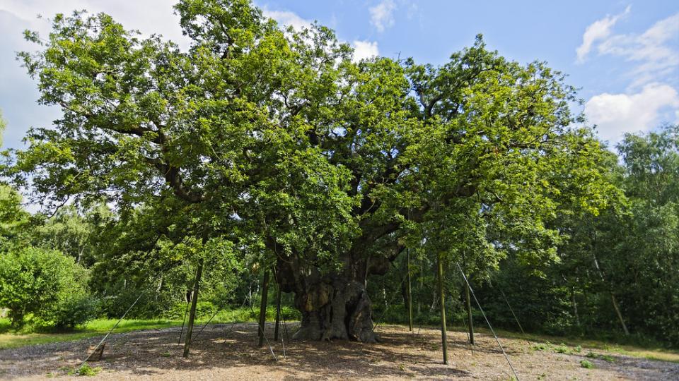 Major Oak with leaves